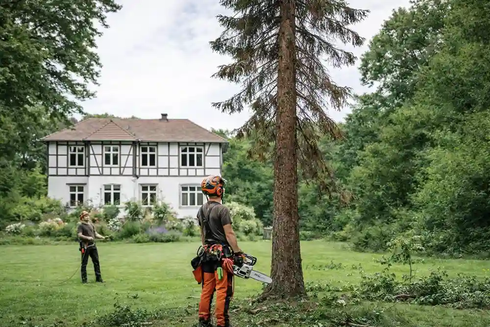 Baumfällung Starnberg kranker Baum Professionelle Baumfällung Starnberg bei einem kranken Baum